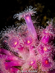 A beautiful cluster of our vivid pink jewel anemones. by David Mcbride 